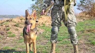 Meet Zoom, An Indian Army Dog Who Got Seriously Hurt Fighting Terrorists In J&K