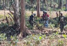 Maoist Killed In Confrontation With Security Forces: Chhattisgarh's Bijapur